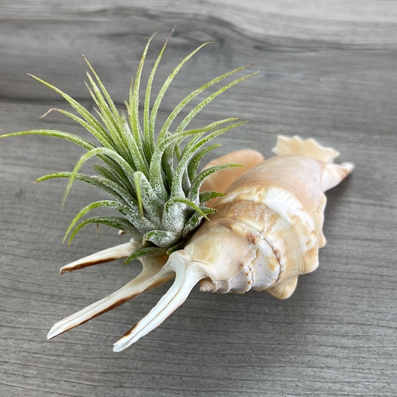 🔆AIR PLANT BUDDY🔆 WITH REAL SEA SHELL HAND MADE AND UNIQUE - Picture 8 of 16